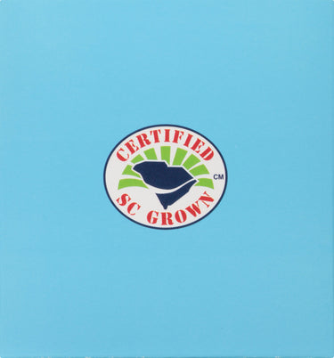 American Classic Pyramid Teabags, 12 Count